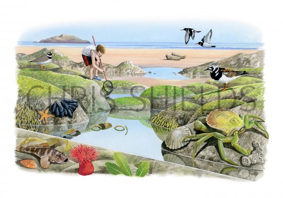 Illustration of Rockpool (#2673)