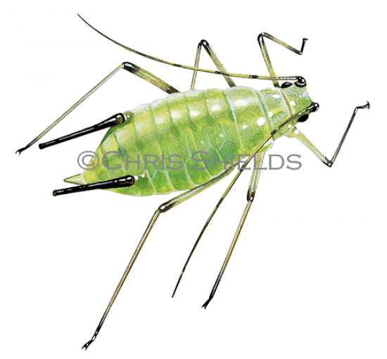 Illustration of Rose Aphid (Macrosiphum rosae) (#2732)