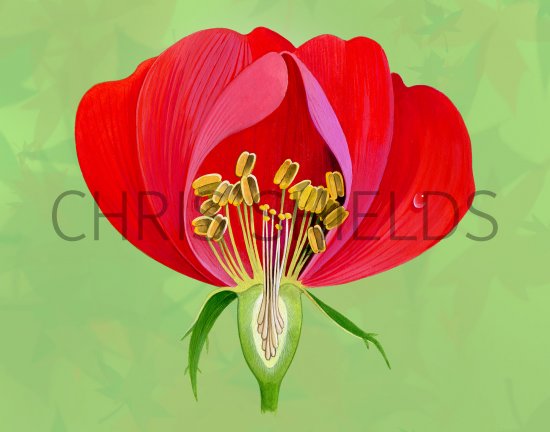 Illustration of Rose cut-away (#4383)