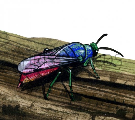 Illustration of Ruby-tailed Wasp (Chrysis ignita) (#3153)