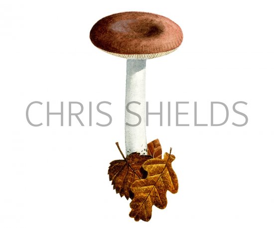Illustration of Russula brunneoviolacea (#1843)