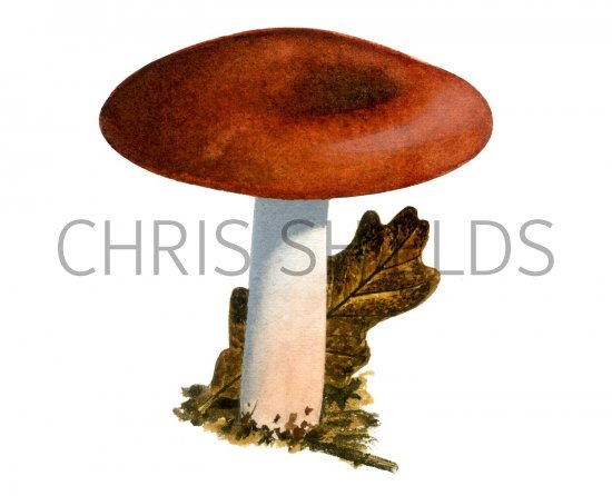 Illustration of Russula cicatricata (#1873)