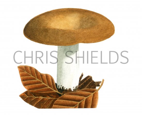 Illustration of Russula curtipes (#1884)