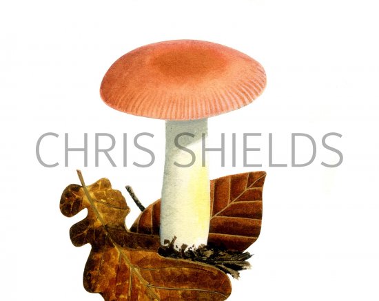 Illustration of Russula odorata (#2655)