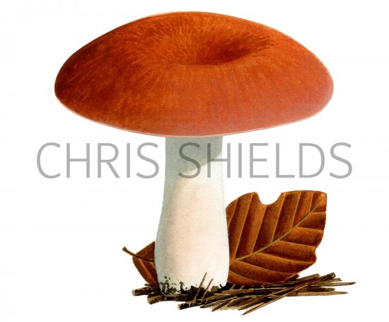 Illustration of Russula rosea (#2656)