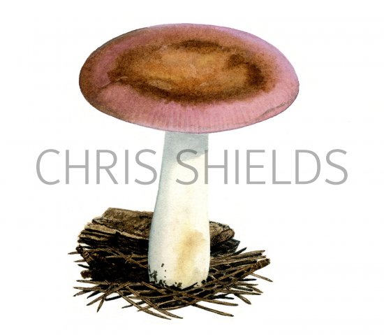 Illustration of Russula turci (#1711)