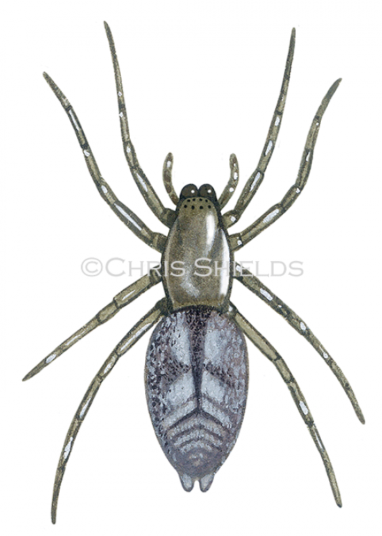 Illustration of Sac Spider (Clubiona comta) (#4708)
