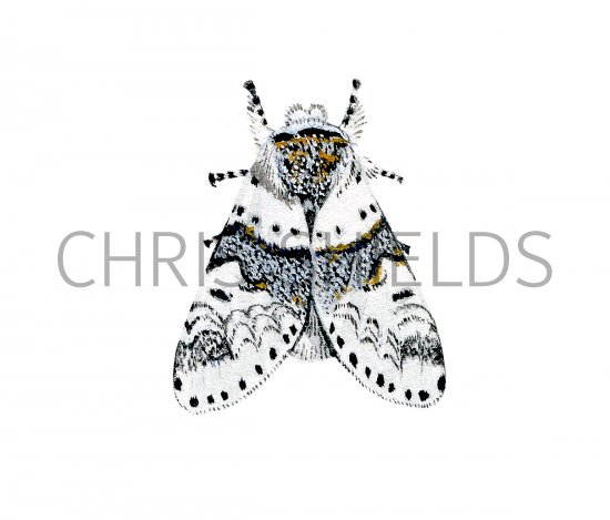 Illustration of Sallow Kitten (Furcula furcula) (#2477)