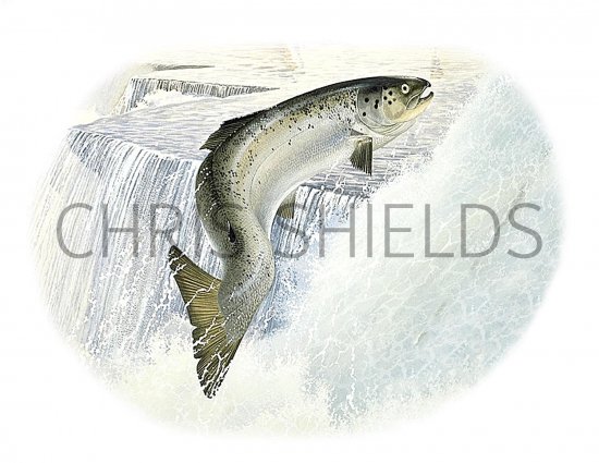 Illustration of Salmon (Salmo salar) (#2588)