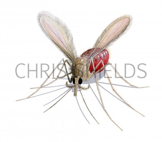 Illustration of Sandfly (Phlebotomus perniciosus) fed female (#4214)