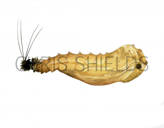 Illustration of Sandfly Pupae (Plebotomus perniciosus) (#4210)