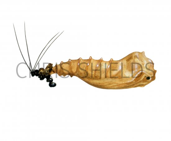 Illustration of Sandfly Pupae (lutzomyia longipalpis) (#4211)