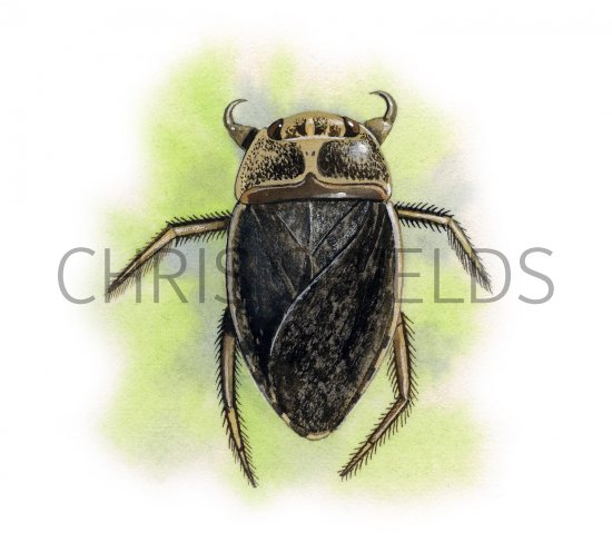Illustration of Saucer Bug (Ilyocoris cimicoides) (#2112)