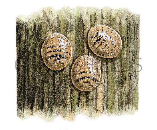 Illustration of Scale Insect (Parthenolecanium corni) (#2728)
