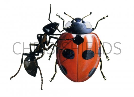 Illustration of Scarce 7-spot Ladybird (Coccinella magnifica) (#0909)