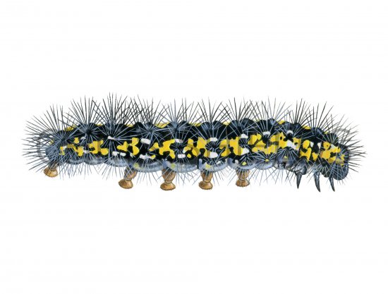 Illustration of Scarlet Tiger Moth Caterpillar (Callimorpha dominyla) (#4170)