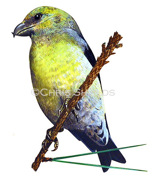 Illustration of Scottish Crossbill female (Loxia scotica) (#4550)