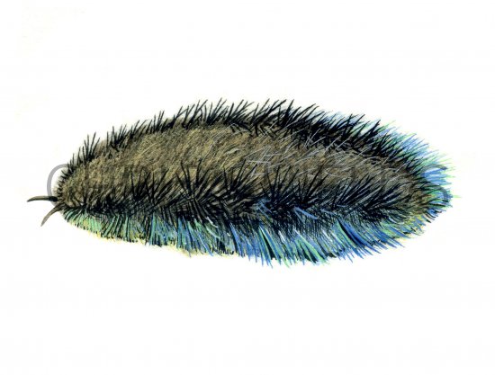 Illustration of Sea Mouse (bristleworm) (Aphrodita aculeata) (#0748)