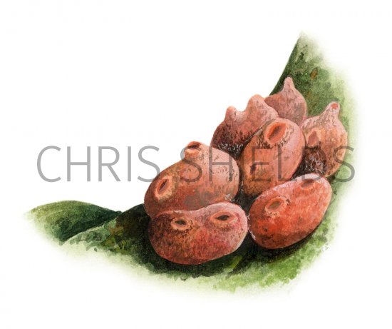 Illustration of Sea Squirt (Dendrodoa grossularia) (#1856)