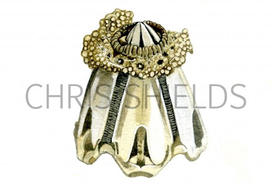 Illustration of Sea Urchin jaws (Aristotles lantern) Echinus esculentus (#0750)