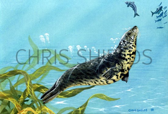 Illustration of Seal (Grey) Halichoerus grypus (#0690)