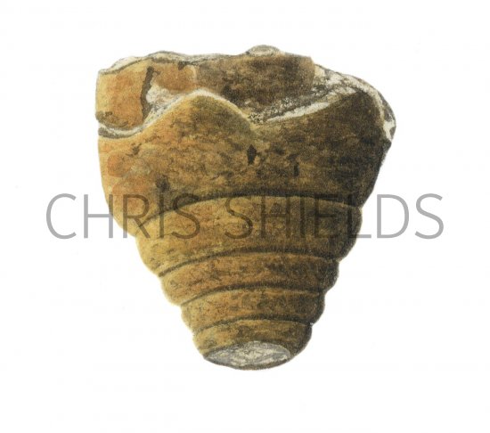 Illustration of Sea lily cup Aplocrinites (#0097)