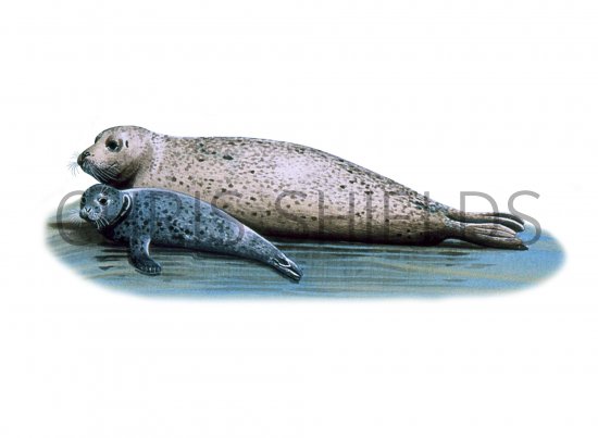 Illustration of Seal (Common) Phoca vitulina (#0505)