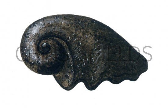 Illustration of Seasnail Fossil (Platyceras) (#0112)