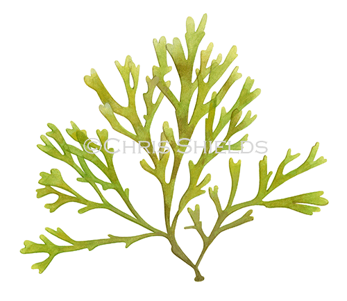 Illustration of Seaweed (Rugulopteryx okamurae) (#4646)