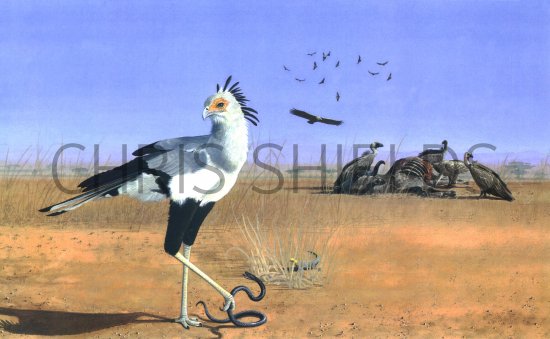 Illustration of Secretary Bird (Sagittarius serpentarius) & vultures (#0442)