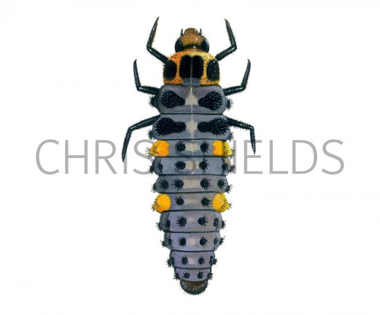 Illustration of Seven-spot Ladybird Larvae (Coccinella 7-punctata) (#1785)