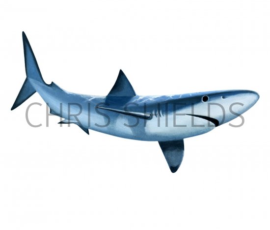 Illustration of Blue shark (Prionace glauca) (#2714)