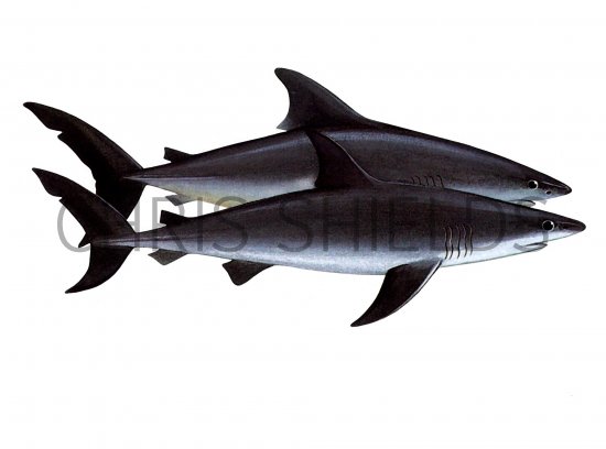 Illustration of Sharks - Mako (bottom) Porteagle (top) (#1004)