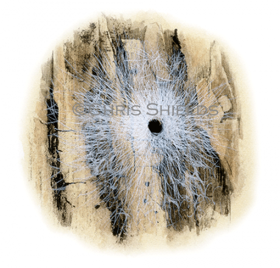 Illustration of Sheet Web Spider (Tegenaria sp.) (#2909)