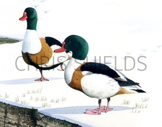 Illustration of Shelduck (Tadorna tadorna) (#1822)