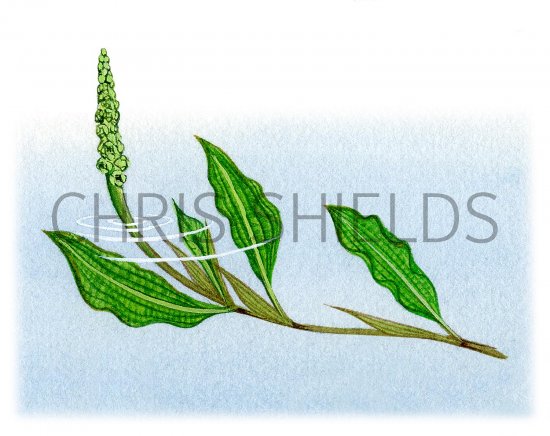 Illustration of Shining Pondweed (Potamogeton lucens) (#2759)