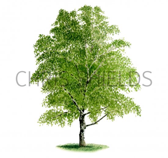 Illustration of Silver Birch Tree (Betula pendula) (#2243)