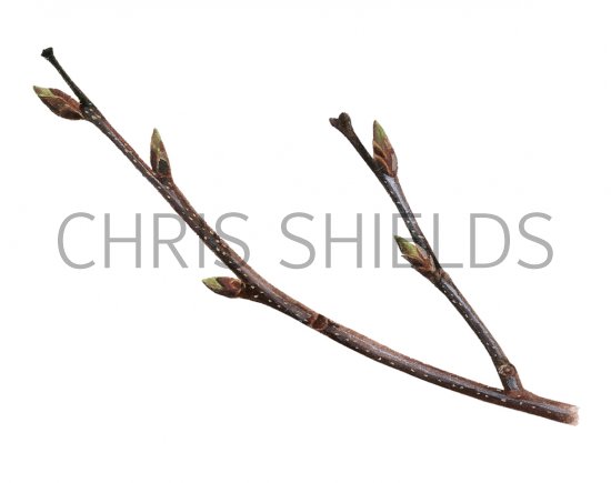 Illustration of Silver Birch twig (Betula pendula) (#4334)