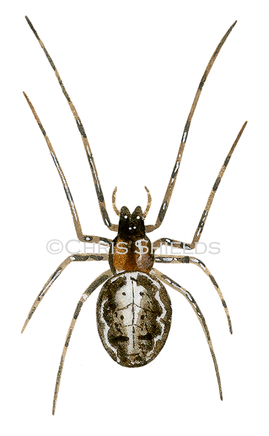 Illustration of Silver-sided Sector Spider (Zygiella x-notata) (#4272)