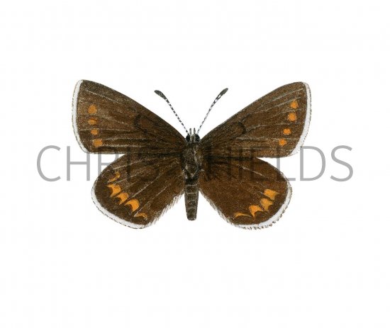 Illustration of Silver-studded Blue female (Plebejus argus) (#2965)
