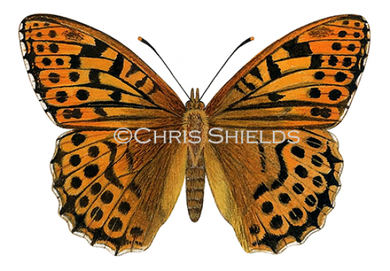 Illustration of Silver-washed Fritillary (Argynnis paphia) (#1363)