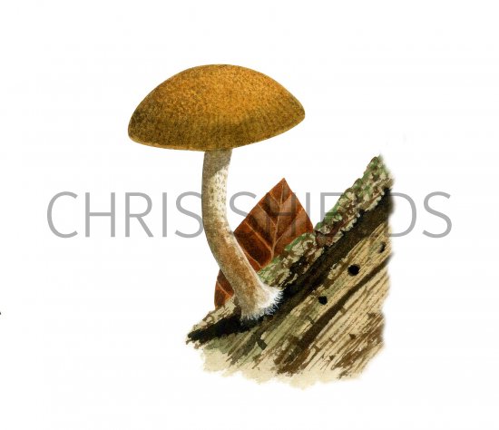 Illustration of Simocybe centunculus var. centunculus (Dingy Twiglet) (#3604)