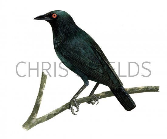 Illustration of Singing Starling (Aplonis cantoroides) adult (#2241)