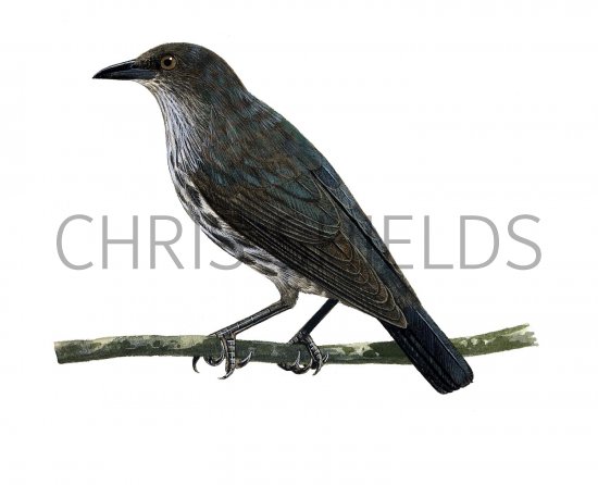 Illustration of Singing Starling (Aplonis cantoroides) immature (#2242)