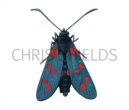 Illustration of Burnet Moth (Six-spot) Zygaena filipendulae (#3467)