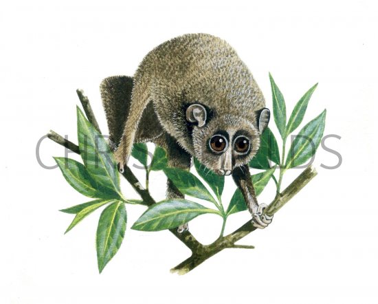 Illustration of Slender Loris (Loris lydekkerianus) (#1329)