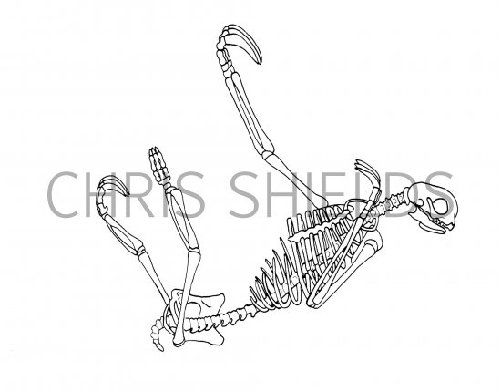 Illustration of Sloth Skeleton (Pale-throated Three-toed) Bradypus tridactylus (#1093)