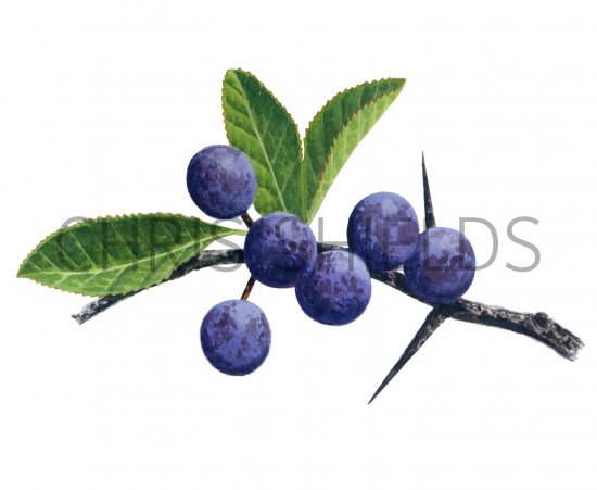 Illustration of Sloe berries (Prunus spinosa) (#2782)