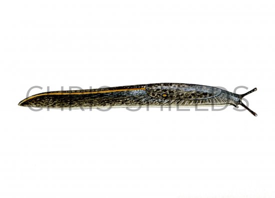 Illustration of Slug (Budapest) Tandonia budapestensis (#0612)