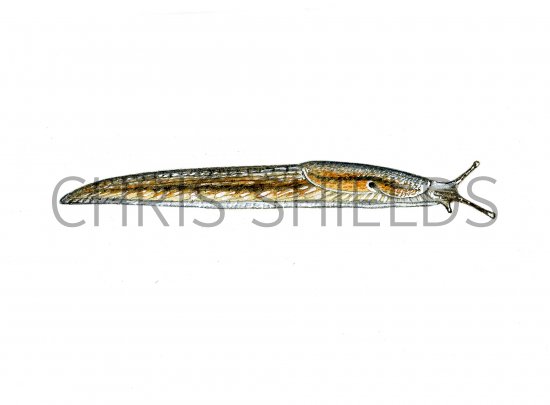 Illustration of Slug (Dusky) Arion subfuscus (#0610)